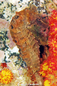 seahorse shot with nikon D70s with 70mm macro by Simon Gardener 